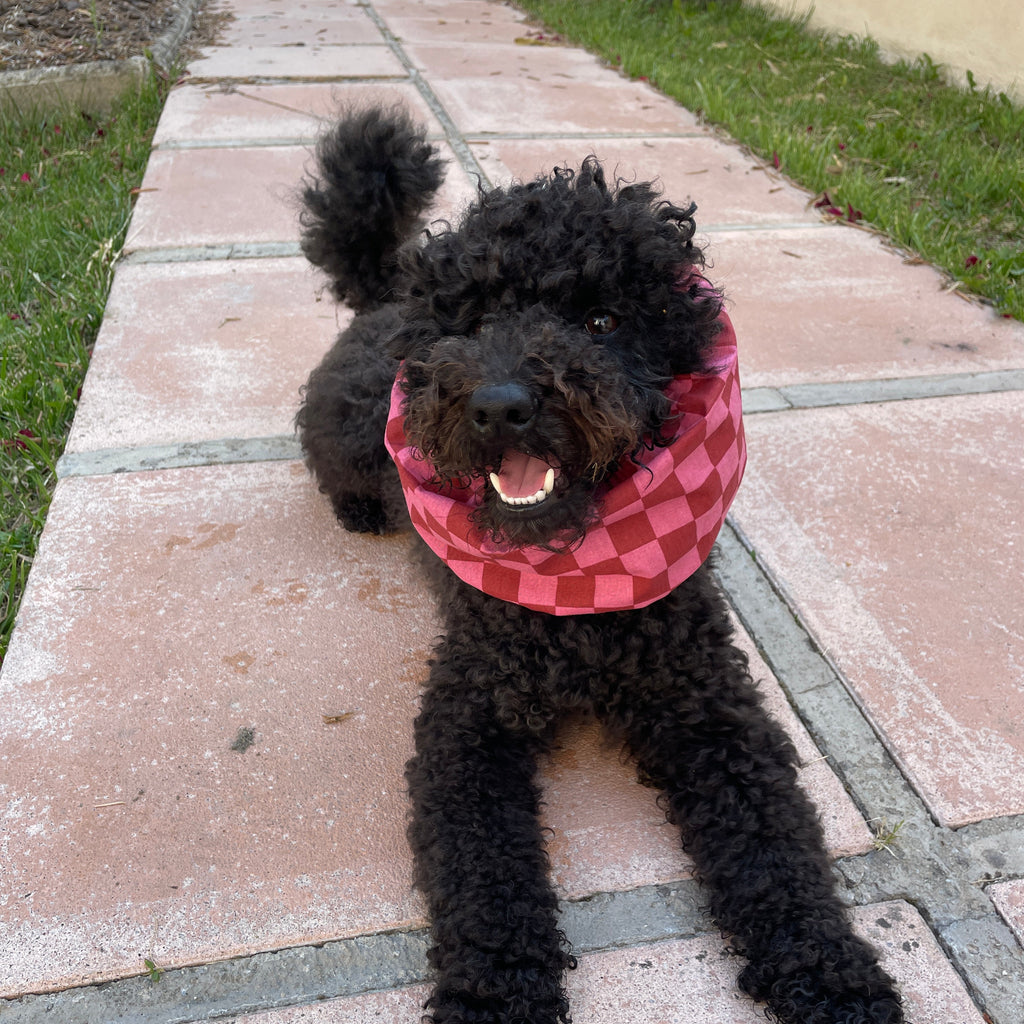 Caniche noir portant un snood rose damier pour protéger ses oreilles pendant les promenades toky and sun