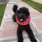 Caniche noir portant un snood rose damier pour protéger ses oreilles pendant les promenades toky and sun