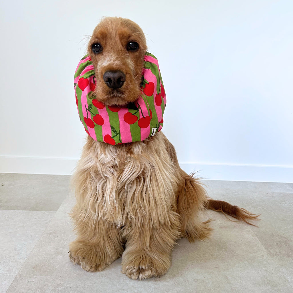 Cocker anglais portant un snood coloré Cherry Cherry, idéal pour garder les oreilles propres pendant les repas tout en ajoutant une touche originale. TOKY AND SUN.
