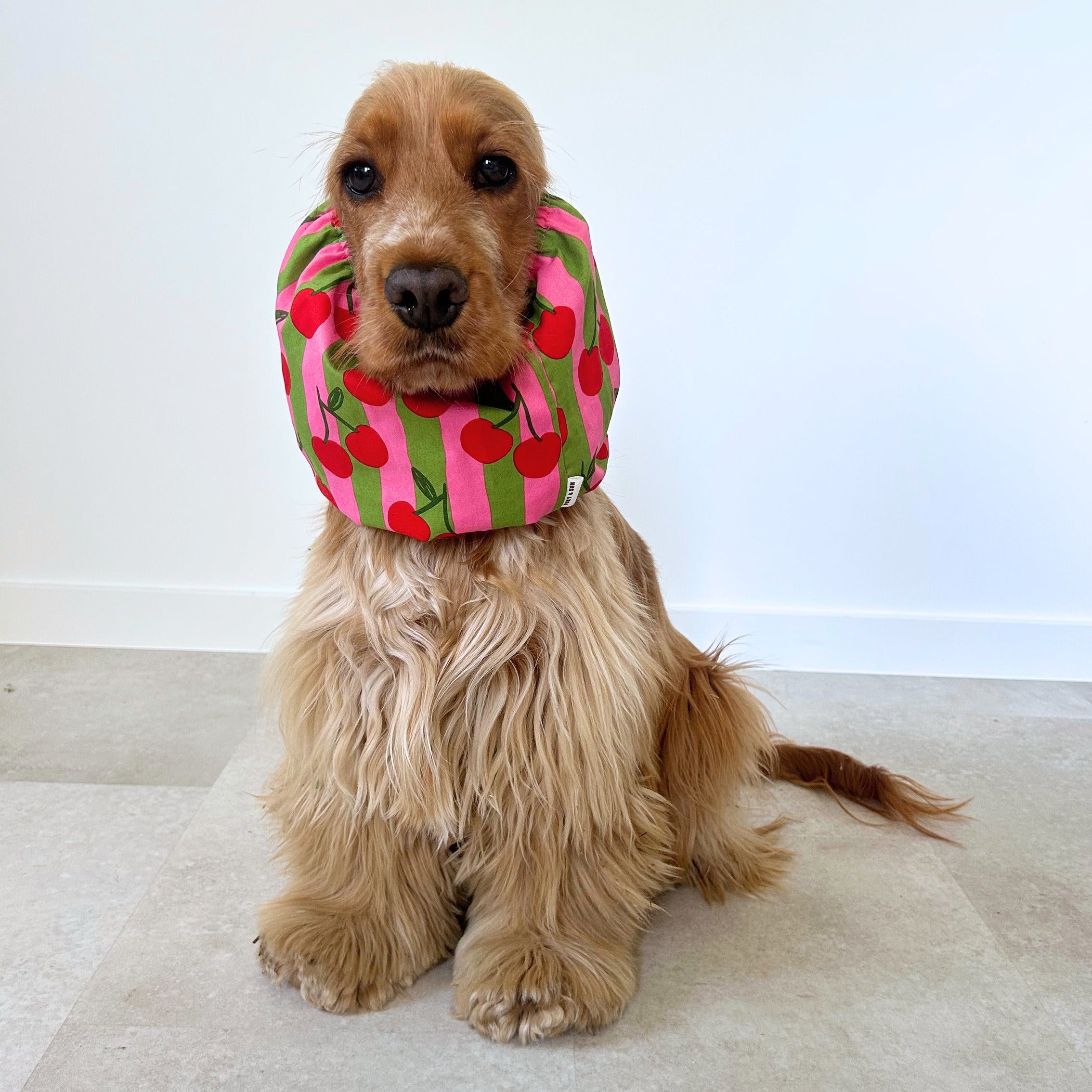 Cocker anglais portant un snood coloré Cherry Cherry, idéal pour garder les oreilles propres pendant les repas tout en ajoutant une touche originale. TOKY AND SUN.