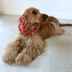 Chien aux longues oreilles équipé d'un snood Cherry Cherry aux motifs cerises, un accessoire pratique qui allie confort, maintien et style au quotidien. TOKY AND SUN
