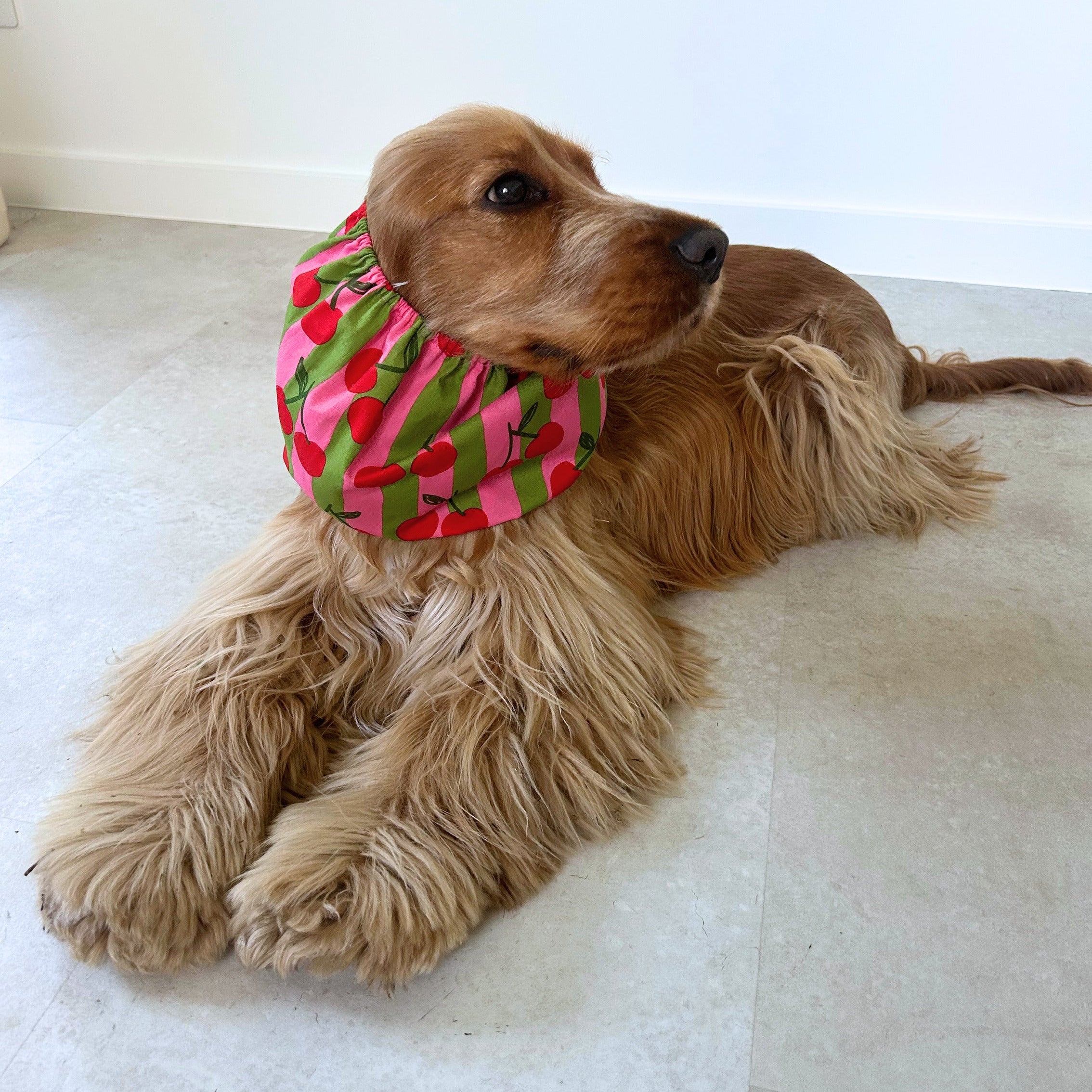 Chien aux longues oreilles équipé d'un snood Cherry Cherry aux motifs cerises, un accessoire pratique qui allie confort, maintien et style au quotidien. TOKY AND SUN