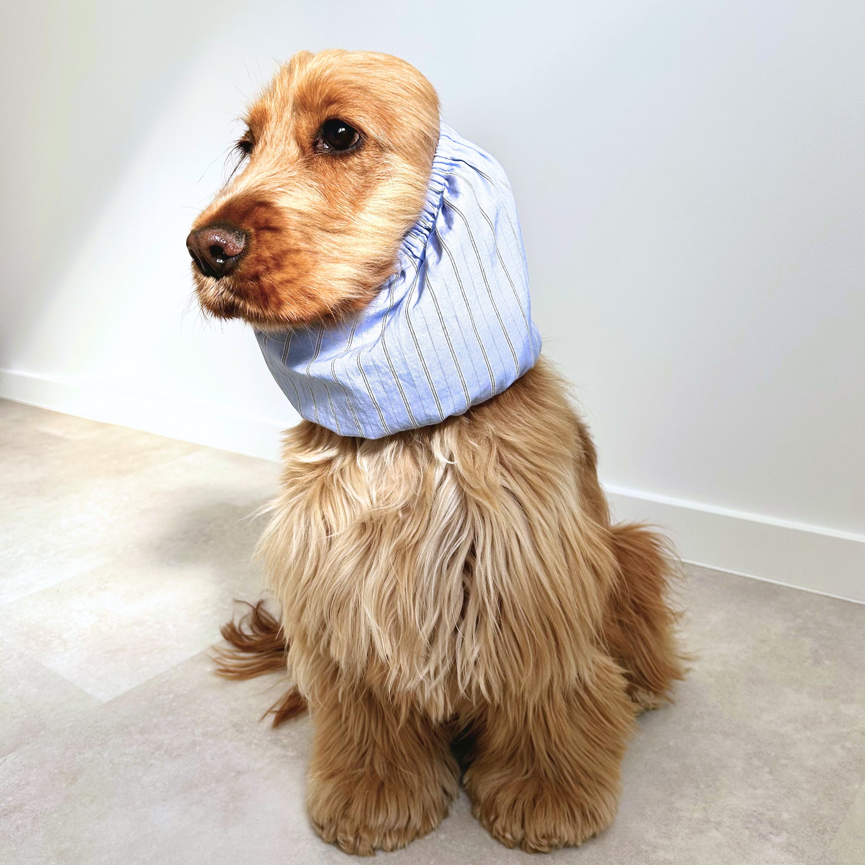 Cocker anglais portant un snood bleu rayé, accessoire protégeant les oreilles du chien Toky and Sun, modèle blue sky