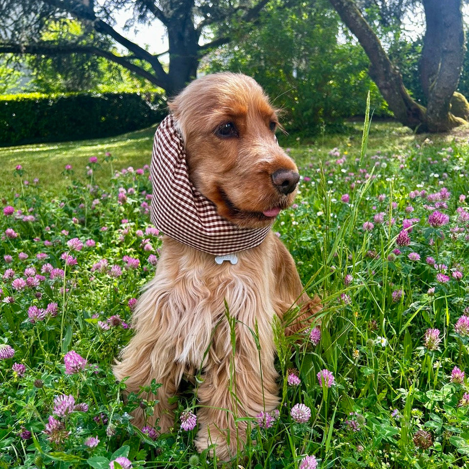 Snood pour cocker anglais à oreilles longues en tissu vichy marron et blanc confectionné à la main par Toky & Sun