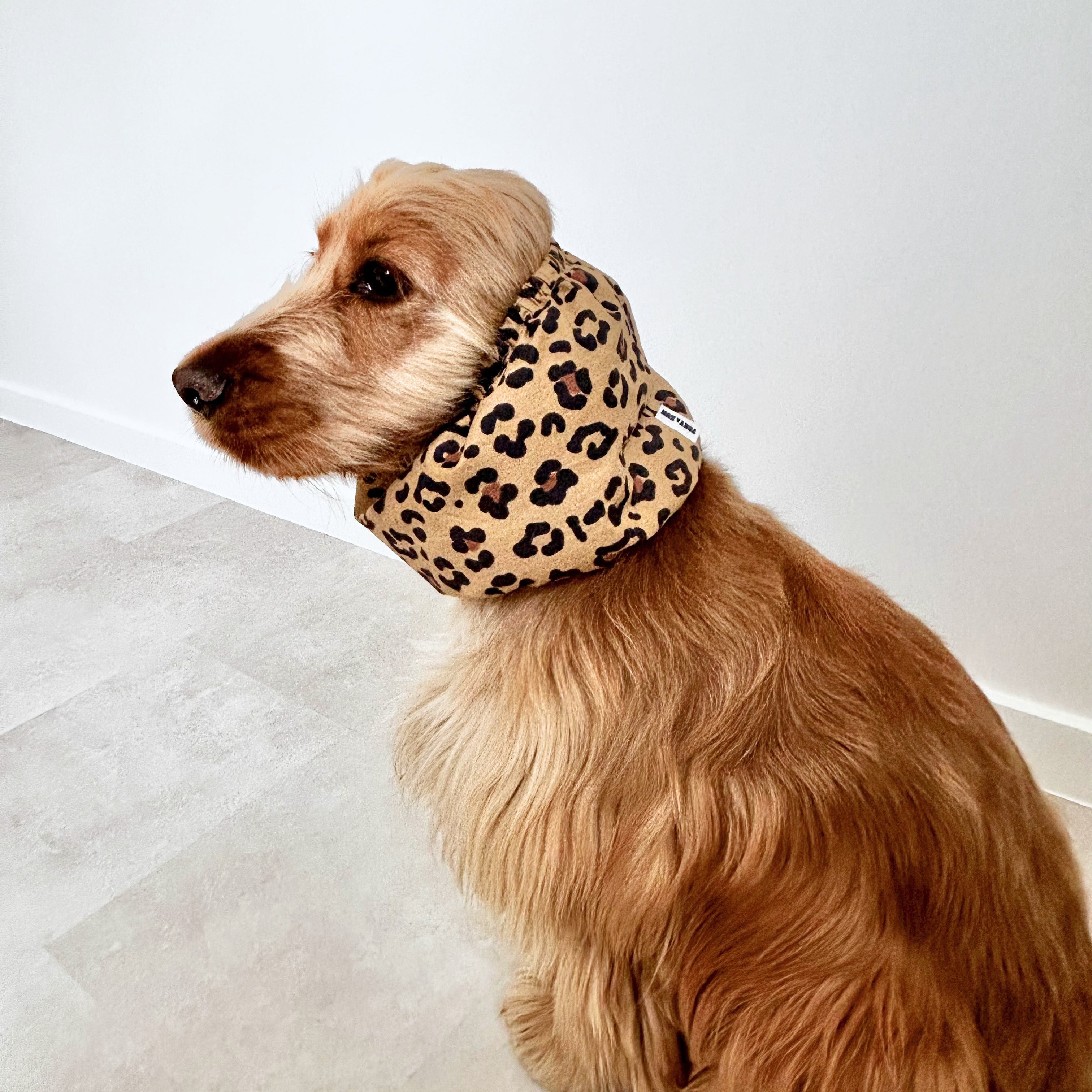 Cocker anglais portant un snood léopard protégeant ses longues oreilles, marque TOKY AND SUN
