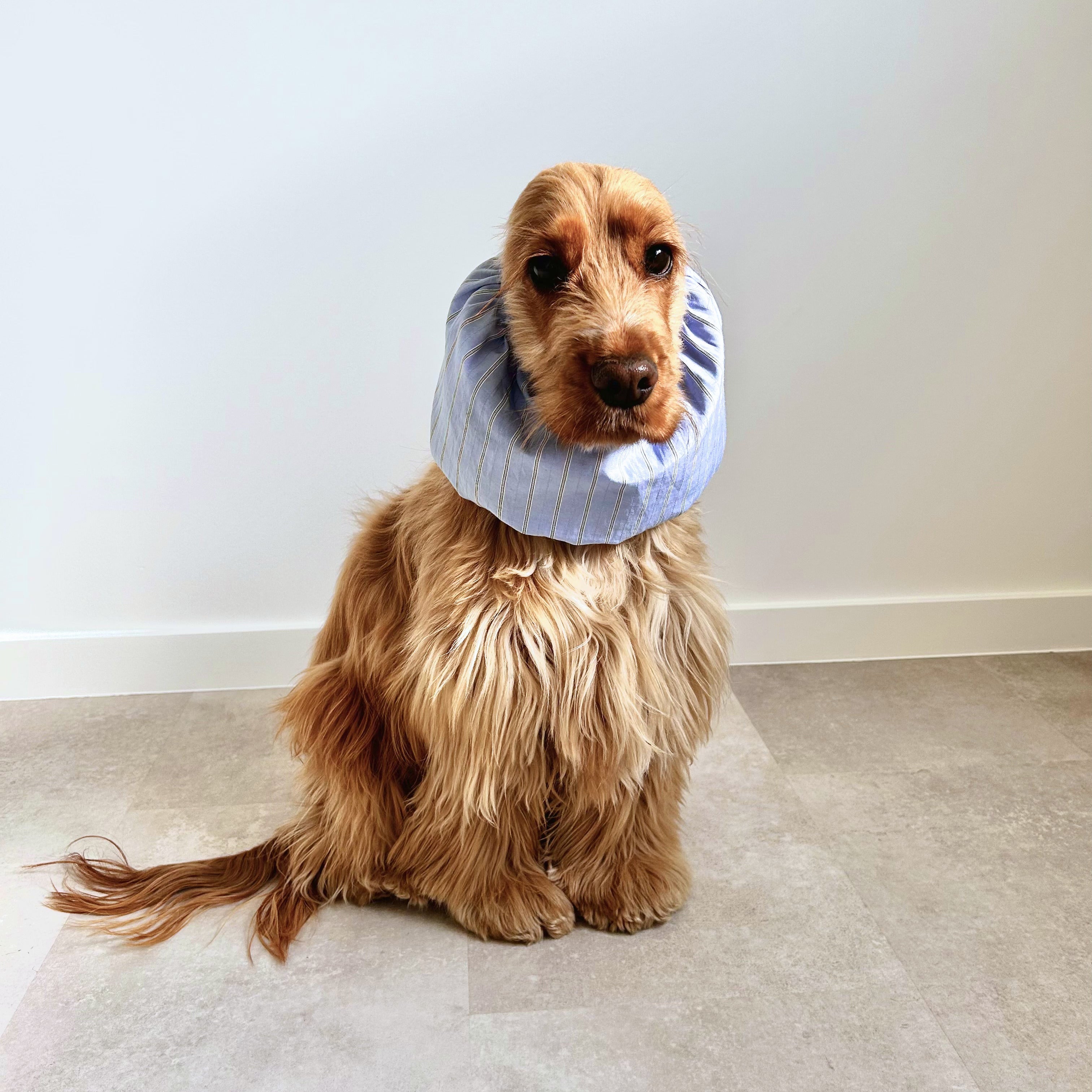 Chien à longues oreilles portant un snood bleu ciel rayé, accessoire pour protéger les oreilles Toky and Sun, modèle blue sky