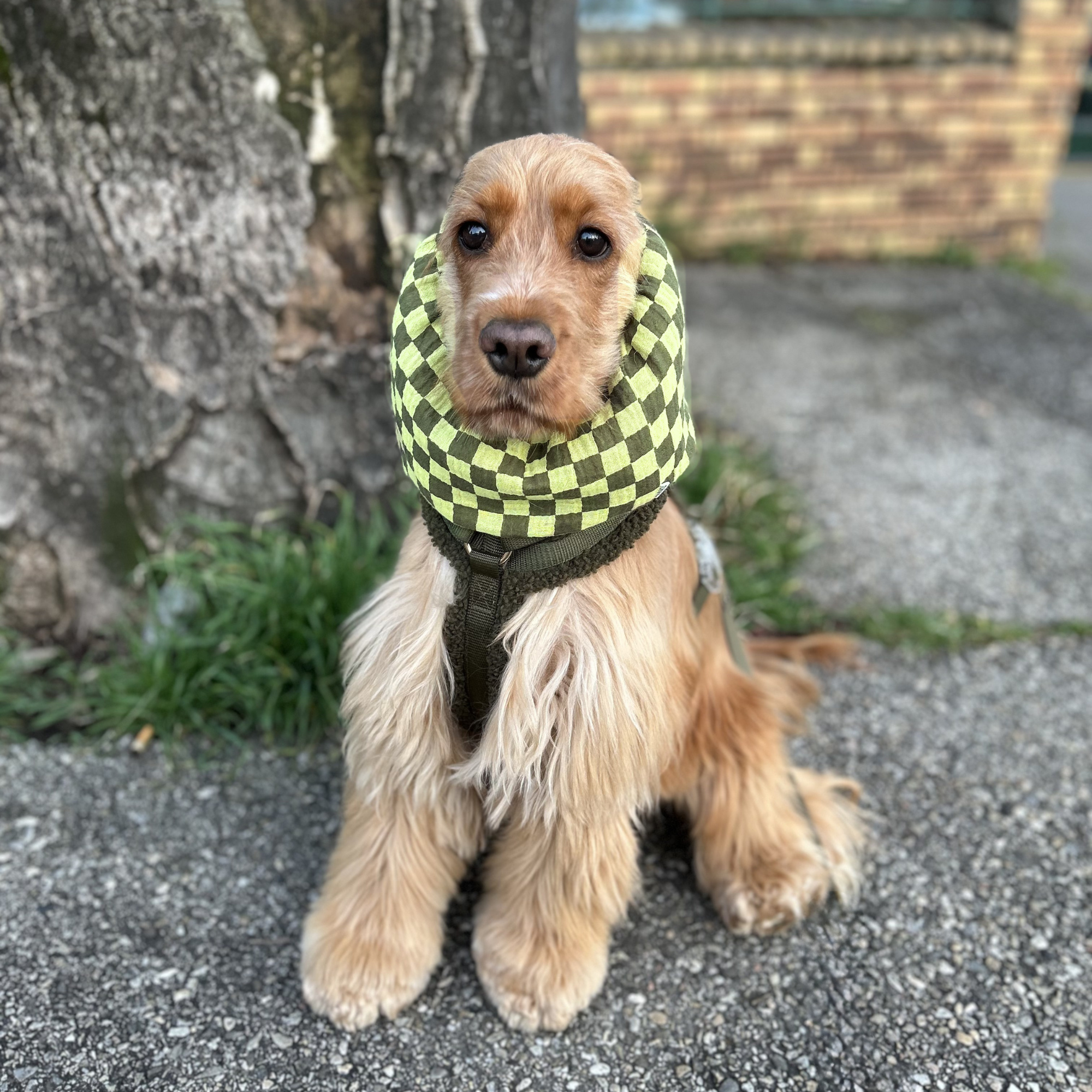 Cocker anglais portant un snood vert à motif damier en gaze de coton, accessoire protégeant les oreilles du chien en extérieur Toky and Sun