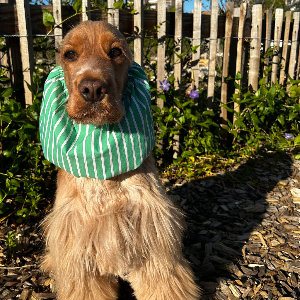 Snood Green Summer Toky & Sun à rayures vertes et blanches, confectionné pour protéger les oreilles des chiens à longues oreilles avec confort et élégance.