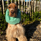 Snood Green Summer Toky & Sun à rayures vertes et blanches, confectionné pour protéger les oreilles des chiens à longues oreilles avec confort et élégance.