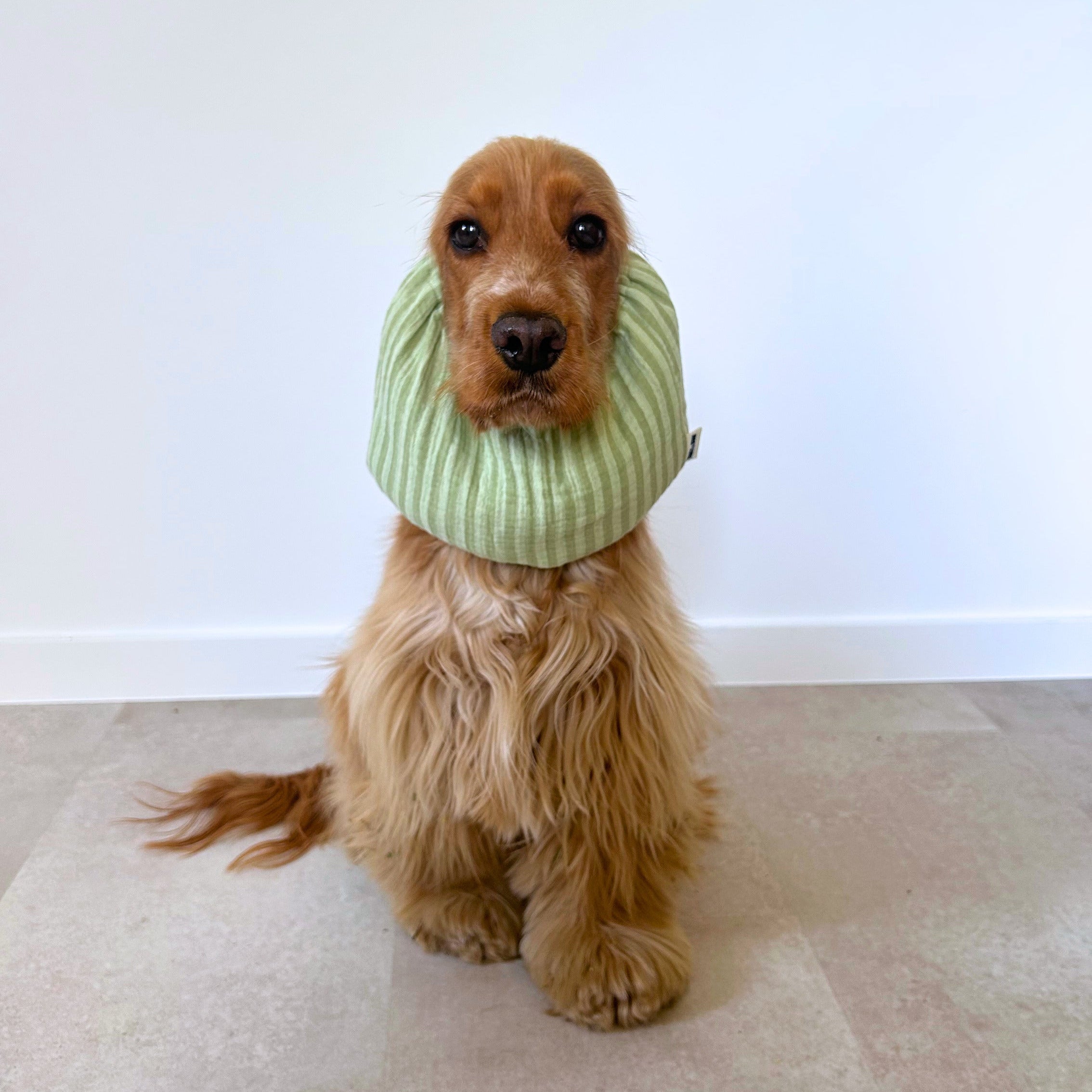 Cocker anglais portant le snood Summer Break en coton vert rayé, accessoire artisanal Toky & Sun conçu pour protéger les longues oreilles des salissures, des épillets et pendant les repas.